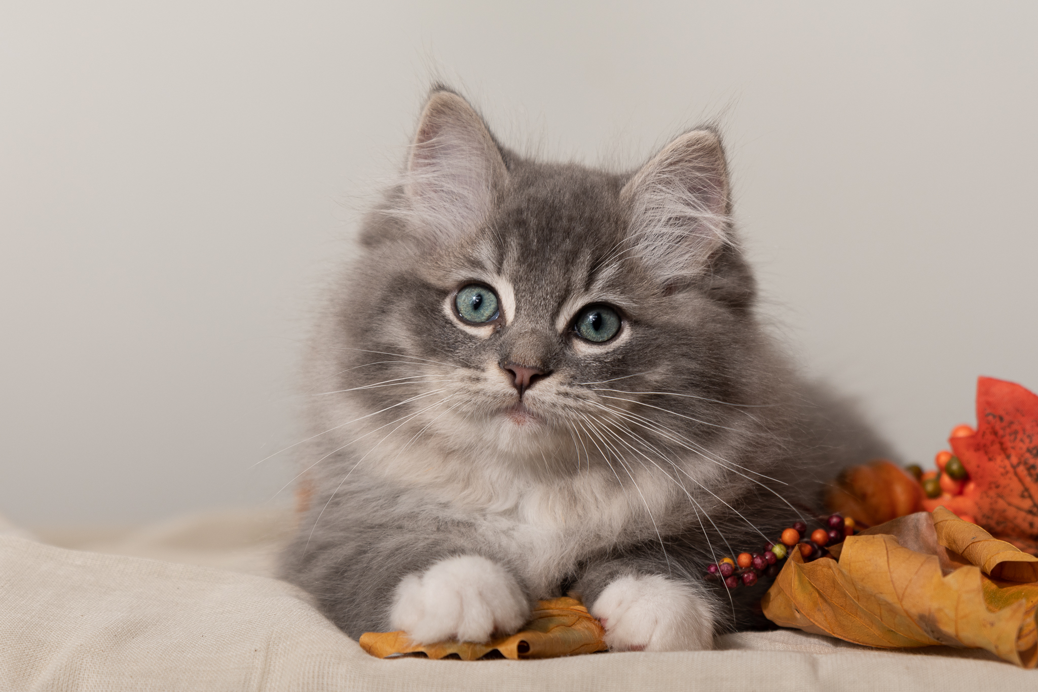Kittens